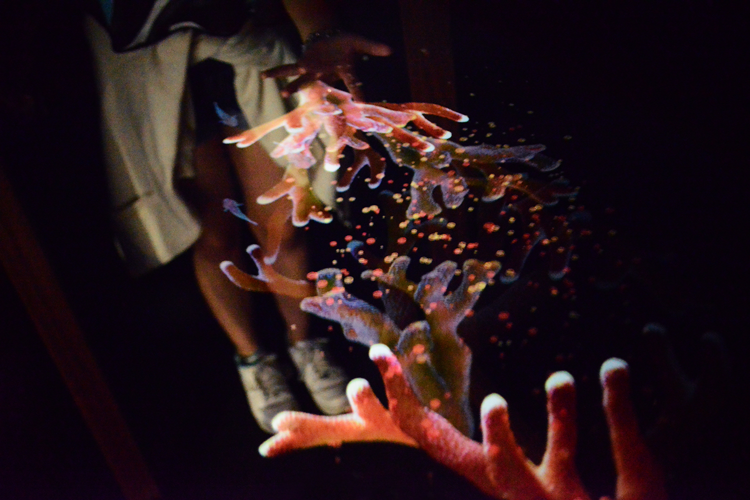 Living Sculpture (Coral)