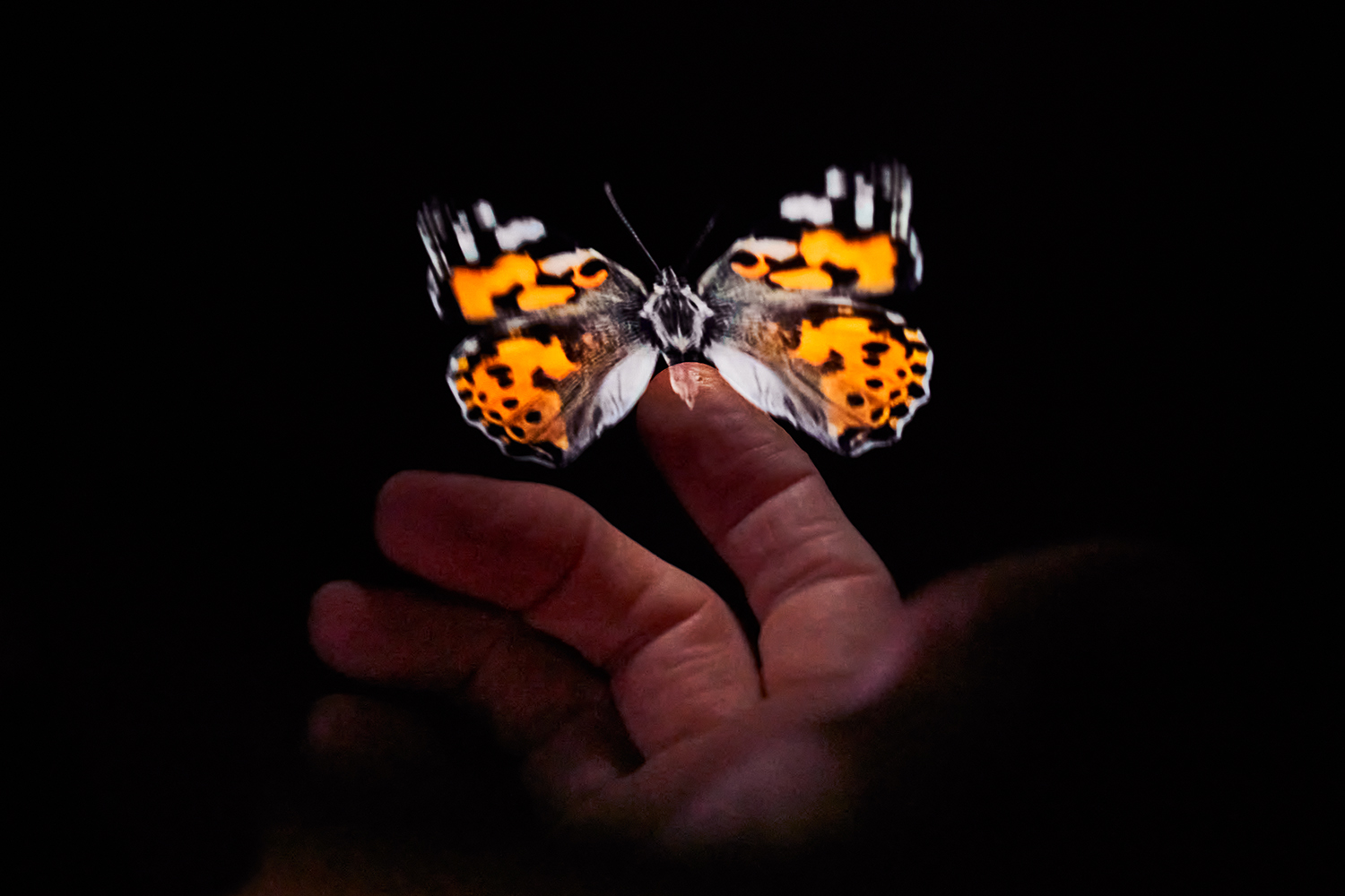 In a City of Flowers