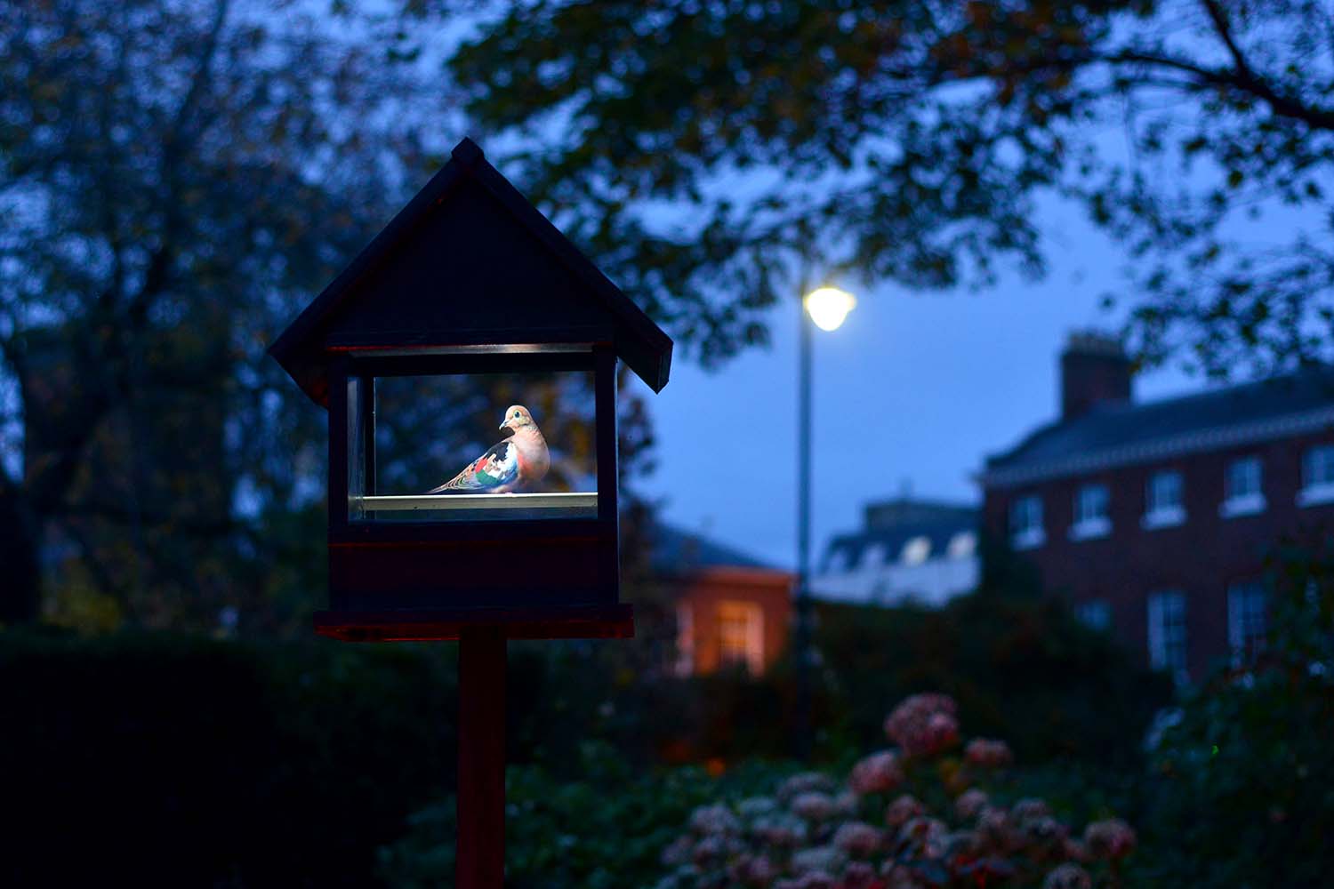 Bird Songs (Imagined)