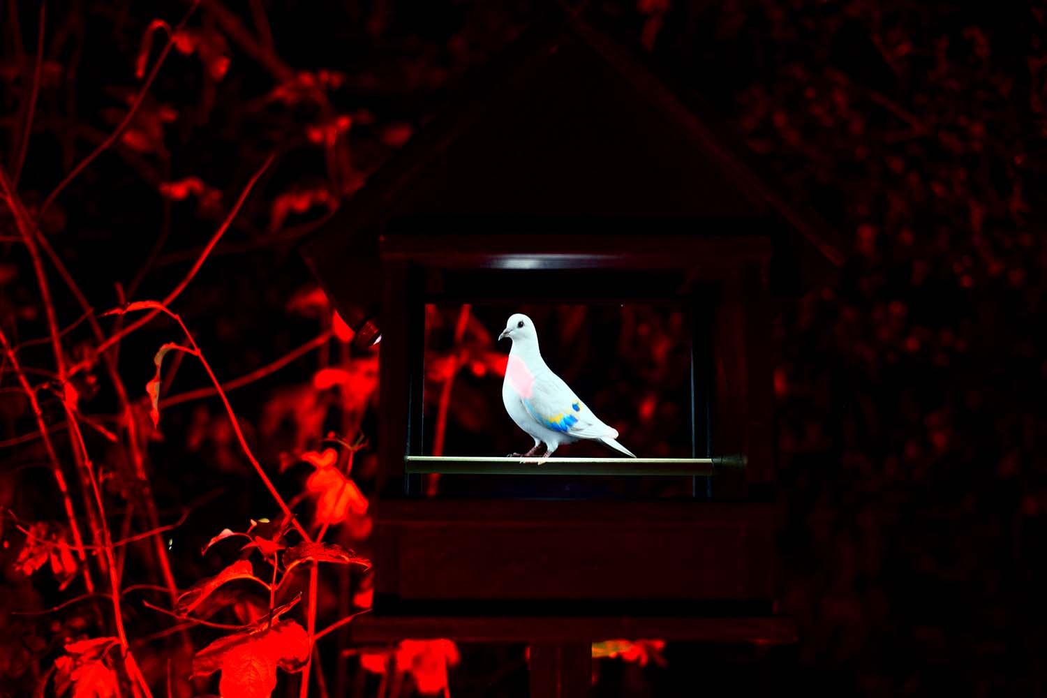 Bird Songs (Imagined)