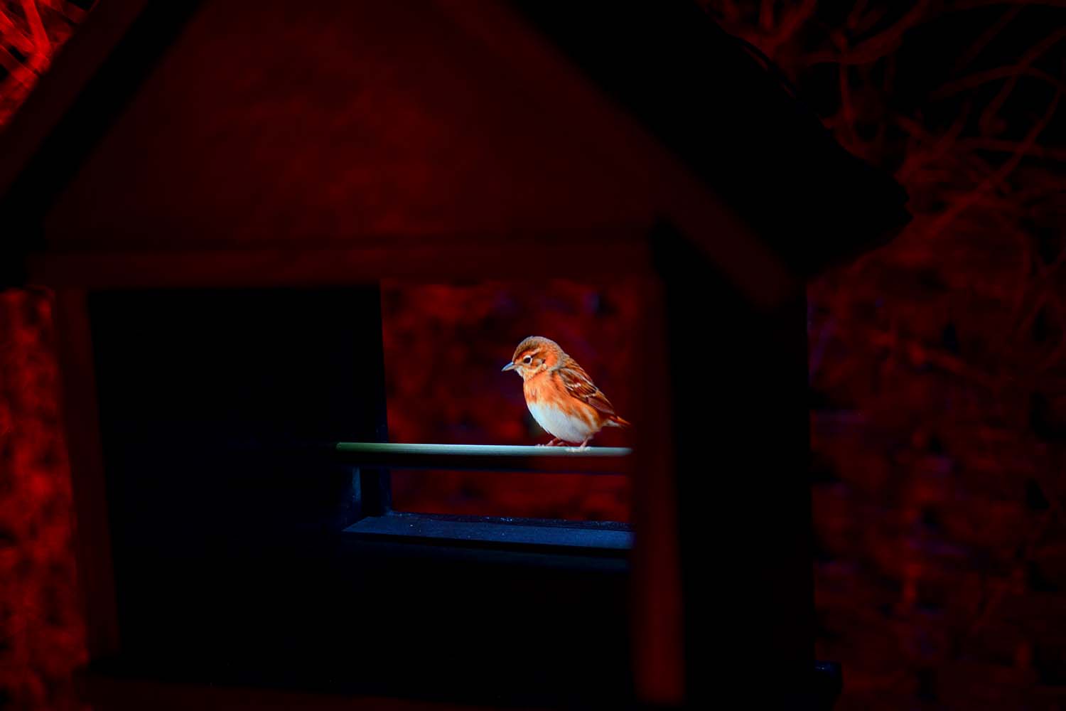 Bird Songs (Imagined)