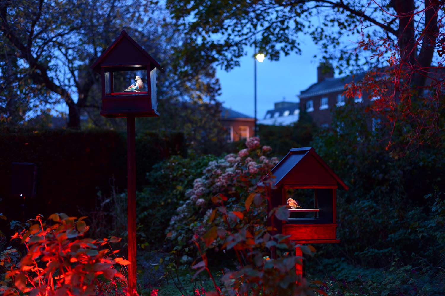 Bird Songs (Imagined)