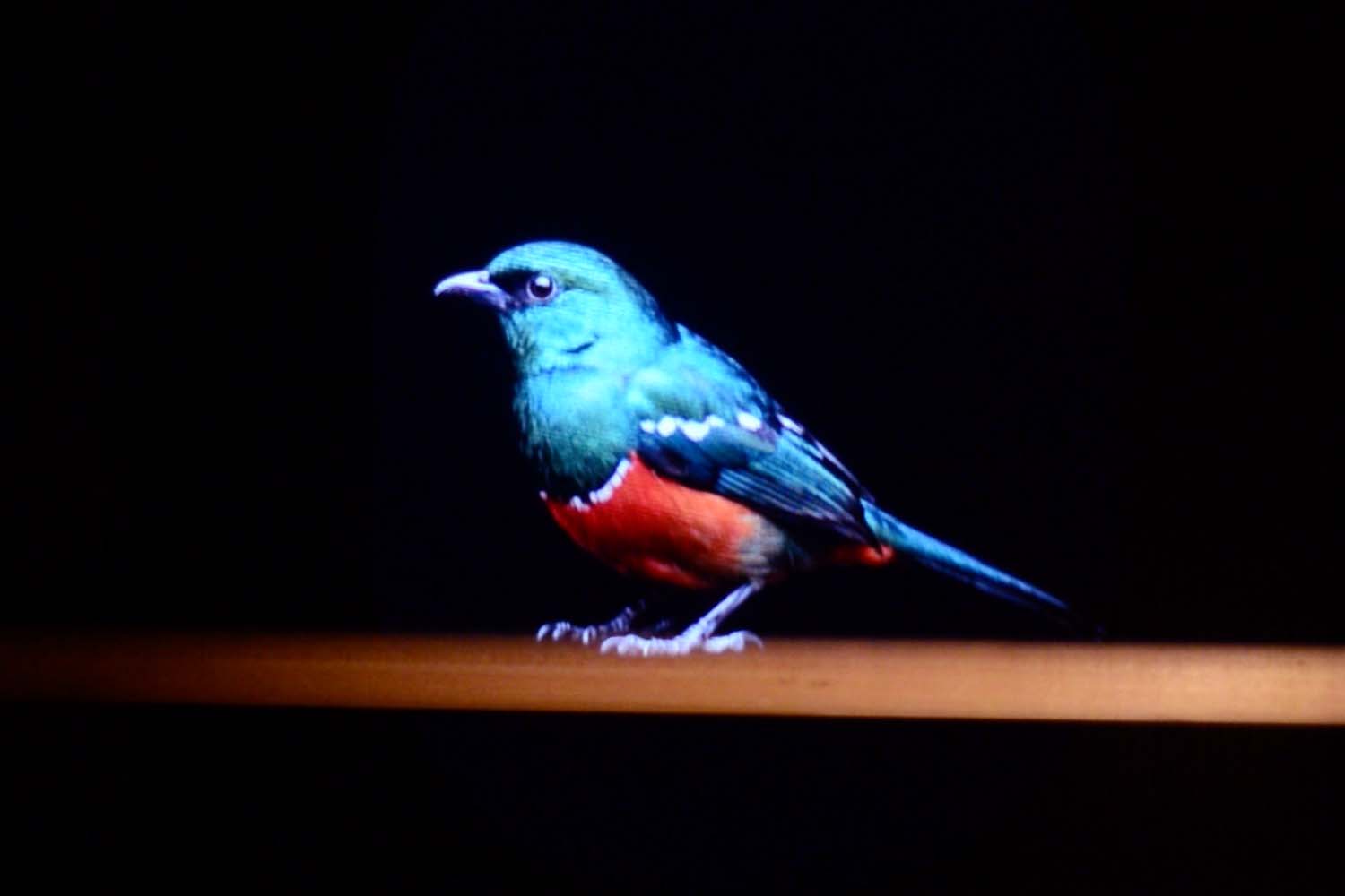 Bird Songs (Imagined)