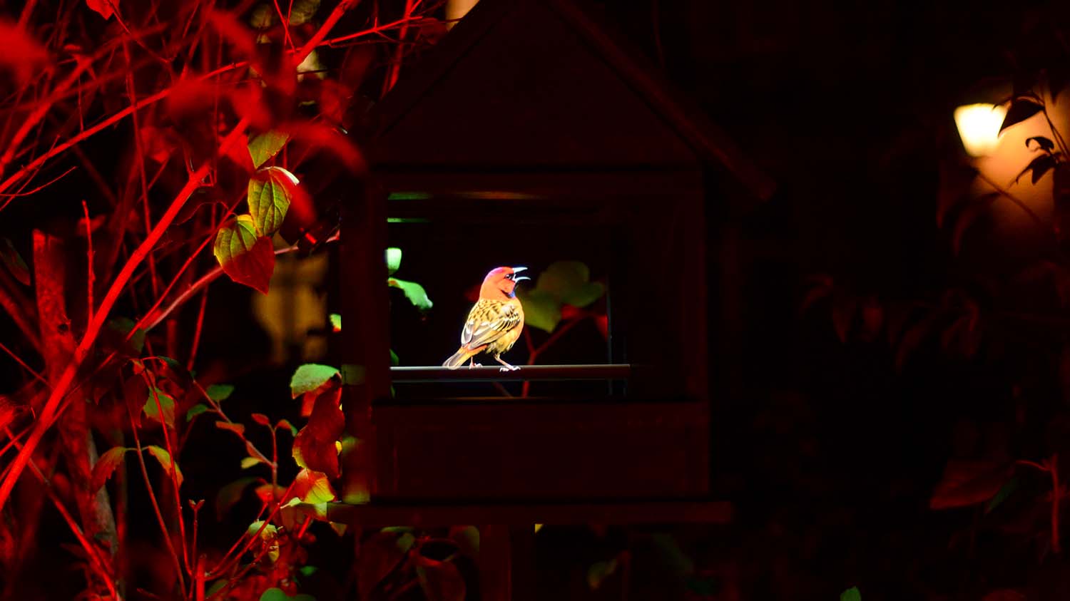Bird Songs (Imagined)